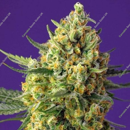 Crystal Candy XL Auto Feminized Marijuana Strain by Sweet Seeds For Sale Online at Cannabis Seeds Outlet