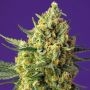 Crystal Candy XL Auto Feminized Marijuana Strain by Sweet Seeds For Sale Online at Cannabis Seeds Outlet