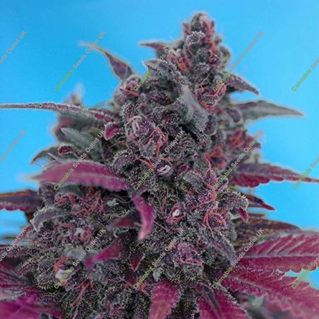 Dark Devil Auto Feminized Marijuana Strain by Sweet Seeds For Sale Online at Cannabis Seeds Outlet