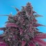 Dark Devil Auto Feminized Marijuana Strain by Sweet Seeds For Sale Online at Cannabis Seeds Outlet