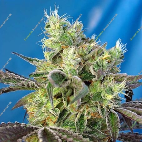 Do-Sweet-Dos Feminized Marijuana Strain by Sweet Seeds For Sale Online at Cannabis Seeds Outlet