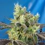 Do-Sweet-Dos Feminized Marijuana Strain by Sweet Seeds For Sale Online at Cannabis Seeds Outlet