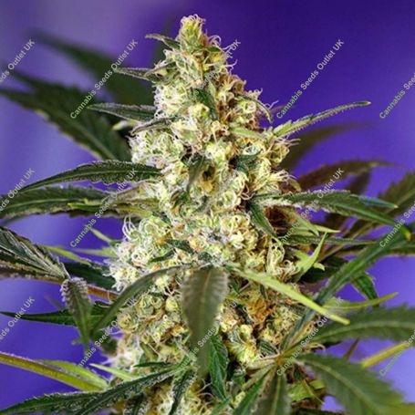 Fast Bud Automatic Feminized Marijuana Strain by Sweet Seeds For Sale Online at Cannabis Seeds Outlet