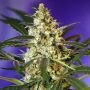 Fast Bud Automatic Feminized Marijuana Strain by Sweet Seeds For Sale Online at Cannabis Seeds Outlet