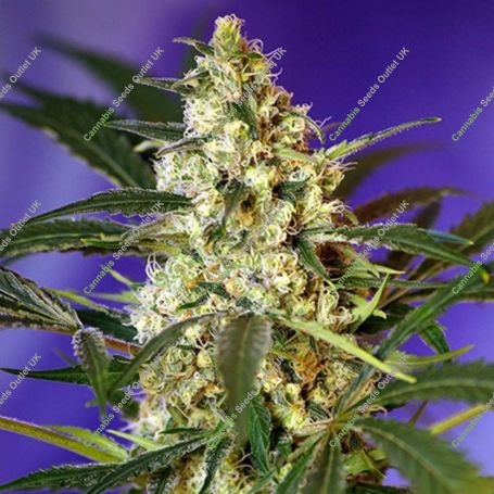 Fast Bud No.2 Auto Feminized Marijuana Strain by Sweet Seeds For Sale Online at Cannabis Seeds Outlet
