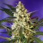 Fast Bud No.2 Auto Feminized Marijuana Strain by Sweet Seeds For Sale Online at Cannabis Seeds Outlet
