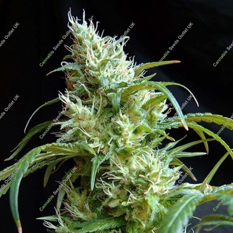 Flash Back No.2 Feminized Marijuana Strain by Sweet Seeds For Sale Online at Cannabis Seeds Outlet