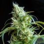 Flash Back No.2 Feminized Marijuana Strain by Sweet Seeds For Sale Online at Cannabis Seeds Outlet