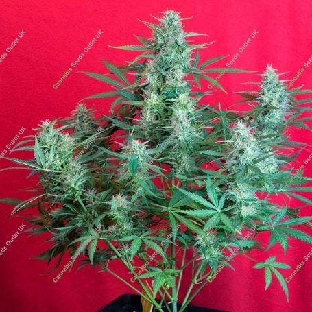 Gelato Auto Feminized Marijuana Strain by Sweet Seeds For Sale Online at Cannabis Seeds Outlet