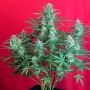 Gelato Auto Feminized Marijuana Strain by Sweet Seeds For Sale Online at Cannabis Seeds Outlet
