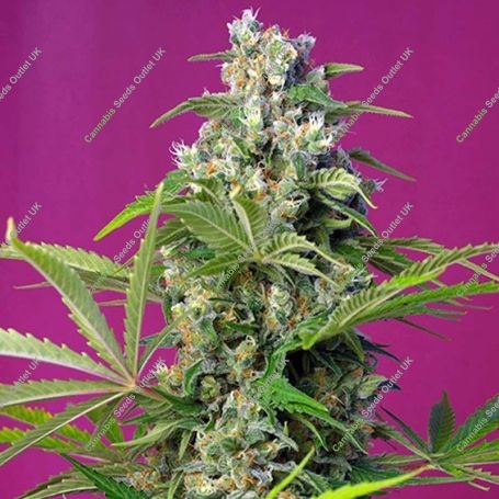 Gorilla Girl F1 Fast Version Feminized Marijuana Strain by Sweet Seeds For Sale Online at Cannabis Seeds Outlet