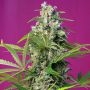 Gorilla Girl Feminized Marijuana Strain by Sweet Seeds For Sale Online at Cannabis Seeds Outlet
