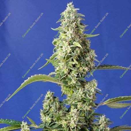 Gorilla Girl XL Auto Feminized Marijuana Strain by Sweet Seeds For Sale Online at Cannabis Seeds Outlet