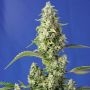 Gorilla Girl XL Auto Feminized Marijuana Strain by Sweet Seeds For Sale Online at Cannabis Seeds Outlet
