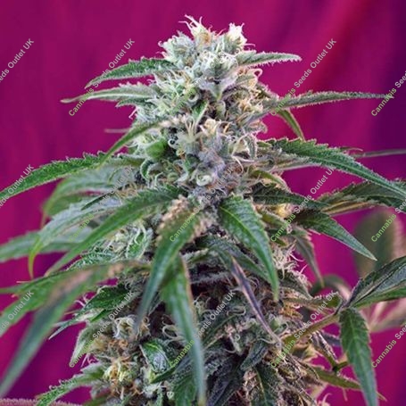 Green Poison Auto Feminized Marijuana Strain by Sweet Seeds For Sale Online at Cannabis Seeds Outlet