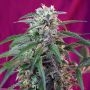 Green Poison Auto Feminized Marijuana Strain by Sweet Seeds For Sale Online at Cannabis Seeds Outlet