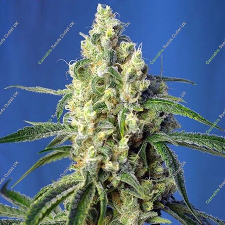 Green Poison CBD Feminized Marijuana Strain by Sweet Seeds For Sale Online at Cannabis Seeds Outlet