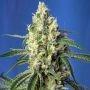 Green Poison CBD Feminized Marijuana Strain by Sweet Seeds For Sale Online at Cannabis Seeds Outlet
