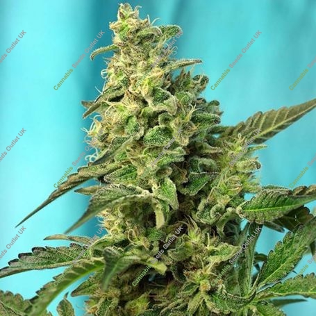 Green Poison Fast V Feminized Marijuana Strain by Sweet Seeds For Sale Online at Cannabis Seeds Outlet