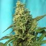 Green Poison Fast V Feminized Marijuana Strain by Sweet Seeds For Sale Online at Cannabis Seeds Outlet