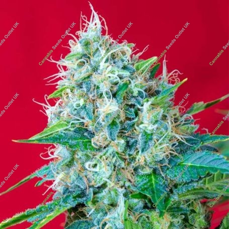 Green Poison Feminized Marijuana Strain by Sweet Seeds For Sale Online at Cannabis Seeds Outlet