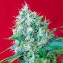 Green Poison Feminized Marijuana Strain by Sweet Seeds For Sale Online at Cannabis Seeds Outlet