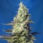 Green Poison XL Auto Feminized Marijuana Strain by Sweet Seeds For Sale Online at Cannabis Seeds Outlet
