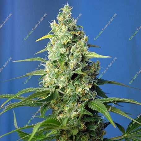 Honey Peach Auto CBD Feminized Marijuana Strain by Sweet Seeds For Sale Online at Cannabis Seeds Outlet