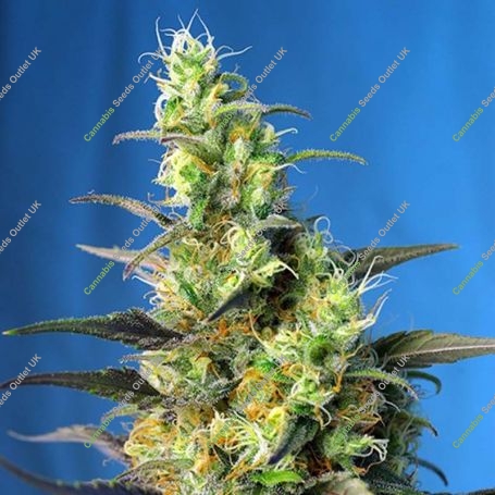 NYC Diesel (Ice Cool) CBD Marijuana Strain by Sweet Seeds For Sale Online at Cannabis Seeds Outlet