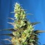 NYC Diesel (Ice Cool) CBD Marijuana Strain by Sweet Seeds For Sale Online at Cannabis Seeds Outlet