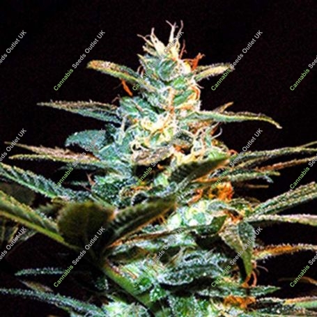 NYC Diesel (Ice Cool) Feminized Marijuana Strain by Sweet Seeds For Sale Online at Cannabis Seeds Outlet