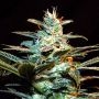 NYC Diesel (Ice Cool) Feminized Marijuana Strain by Sweet Seeds For Sale Online at Cannabis Seeds Outlet
