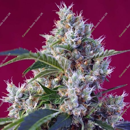 Indigo Berry Kush Feminized Marijuana Strain by Sweet Seeds For Sale Online at Cannabis Seeds Outlet