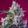 Indigo Berry Kush Feminized Marijuana Strain by Sweet Seeds For Sale Online at Cannabis Seeds Outlet