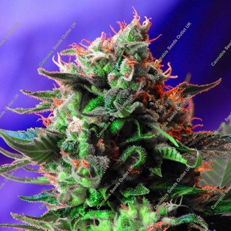 Jack 47 Feminized Marijuana Strain by Sweet Seeds For Sale Online at Cannabis Seeds Outlet