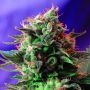 Jack 47 Feminized Marijuana Strain by Sweet Seeds For Sale Online at Cannabis Seeds Outlet