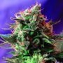 Jack 47 Fast V Feminized Marijuana Strain by Sweet Seeds For Sale Online at Cannabis Seeds Outlet