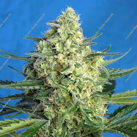 Jack 47 XL Auto Feminized Marijuana Strain by Sweet Seeds For Sale Online at Cannabis Seeds Outlet