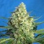 Jack 47 XL Auto Feminized Marijuana Strain by Sweet Seeds For Sale Online at Cannabis Seeds Outlet
