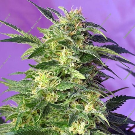 Killer Kush Automatic Feminized Marijuana Strain by Sweet Seeds For Sale Online at Cannabis Seeds Outlet