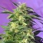Killer Kush Automatic Feminized Marijuana Strain by Sweet Seeds For Sale Online at Cannabis Seeds Outlet