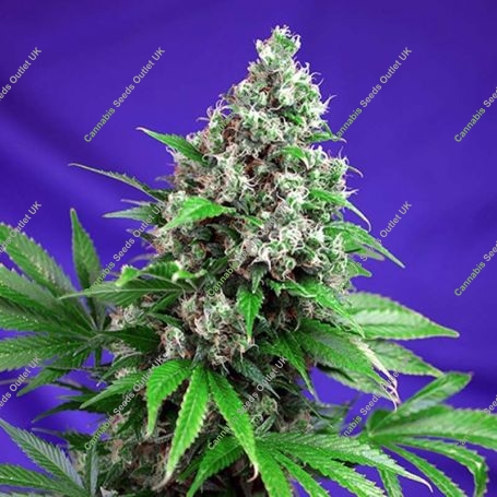 Killer Kush Fast V Feminized Marijuana Strain by Sweet Seeds For Sale Online at Cannabis Seeds Outlet