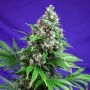 Killer Kush Fast V Feminized Marijuana Strain by Sweet Seeds For Sale Online at Cannabis Seeds Outlet