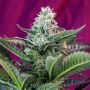 Moham Ram Auto Feminized Marijuana Strain by Sweet Seeds For Sale Online at Cannabis Seeds Outlet