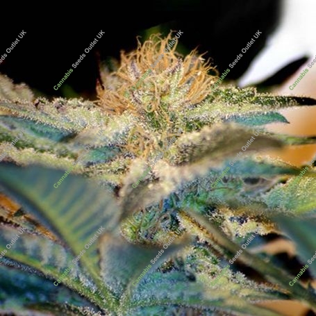 Moham Ram Feminized Marijuana Strain by Sweet Seeds For Sale Online at Cannabis Seeds Outlet