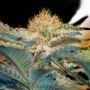 Moham Ram Feminized Marijuana Strain by Sweet Seeds For Sale Online at Cannabis Seeds Outlet