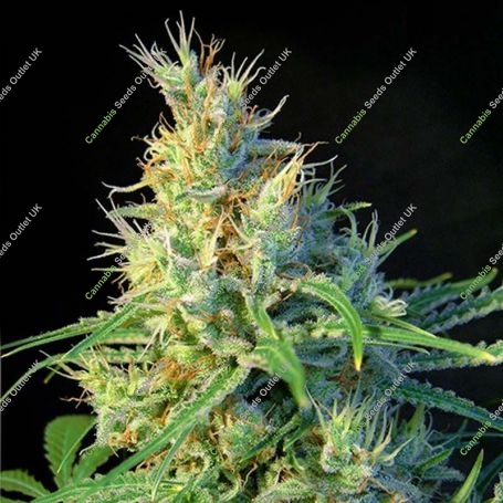 Psicodelicia Feminized Marijuana Strain by Sweet Seeds For Sale Online at Cannabis Seeds Outlet