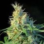 Psicodelicia Feminized Marijuana Strain by Sweet Seeds For Sale Online at Cannabis Seeds Outlet