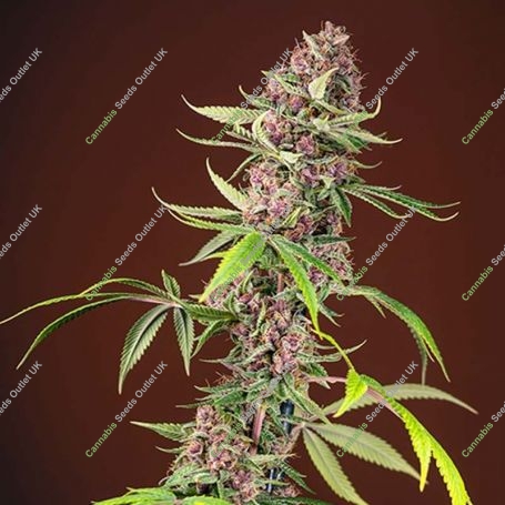 Red Mandarine Fast V Feminized Marijuana Strain by Sweet Seeds For Sale Online at Cannabis Seeds Outlet