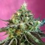 Nurse Auto CBD Feminized Marijuana Strain by Sweet Seeds For Sale Online at Cannabis Seeds Outlet